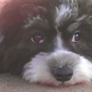 Meet your Posher, Terrie